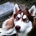honden foto Fakie :) 10 maanden! Mooie meid :D