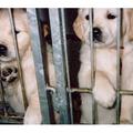 honden foto Nog even geduld schatjes.