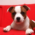 honden foto Mijn kleine man Dakar, hier 4 maanden oud