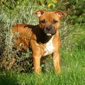 honden foto 