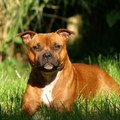 honden foto 