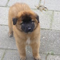 honden foto fender(L)