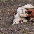 honden foto Skip met vriendinnetje Ziva