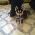 honden foto Sina als puppy
