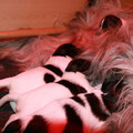 honden foto OP 23 februari 2012 is onze Floor bevallen van 3 dochters en een stoere reu. Heeft u interesse, neem dan contact met ons op. Wilt u op de wachtlijst voor een pup van Guisi begin april, meldt u zich dan aan.
Kijk op onze website voor meer informatie.