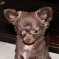 honden foto Dit is Sammyjo.Eem choco teefje. ze is 5 maanden oud