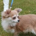 honden foto 