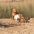 honden foto Rennennnnnnnn