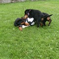 honden foto 