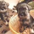 honden foto 