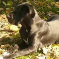 honden foto Ushi dochter van Darco en Hacienda.
op de foto is ze bijna 8 maand