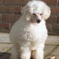 honden foto Tommy