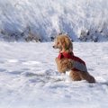 honden foto full speed