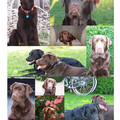 honden foto collage