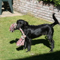 honden foto Onze kruising labrador/border collie Spike