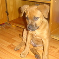 honden foto 