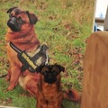 honden foto Skip larger than life