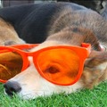 honden foto 