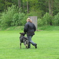 honden foto 