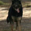 honden foto Dit de mijn oudste Duitse herder Indy nu 13 mnd. oud...