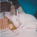 honden foto dit is ons bulletje als pup de eerste nacht bij ons.in bed slapen met r teddybeertje dat is bijna 8 jaar geleden de tijd vliegt ..ons lieve wijffie xxx