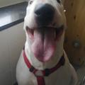 honden foto dit is ons bulletje nu ruim 8 jaar oud :) deze foto is gister(10 mei) gemaakt bij de dierenkliniek in de wachtruimte waar ze haar jaarlijkse enting moest halen en n gezondheids check up.ze is kerngezond :)) 