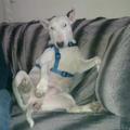 honden foto ons bulletje mooi op de bank zitten :) typisch bull terrier hoe ze zit :))
