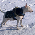 honden foto ons bulletje afgelopen winter lekker in de sneeuw met r jas aan :))