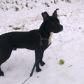 honden foto zo kregen we onze herplaatser tyson...mager had de eerste maanden van zijn leven alleen maar in n bench gezeten:( geen spieropbouw niks :(