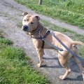honden foto dit was hoe zany eruit zag na ruim 8 dagen bij ons.behandeld voor prostaatproblemen ontwormd.goede voeding gehad en veel wandelingen :)) hij knapte heel snel op daarna :))