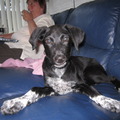 honden foto dit is ons opvang hondje