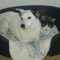honden foto Dikke vrienden.