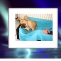 honden foto Jaha en ondeugend dat ik ben....