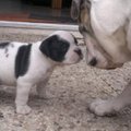 honden foto 