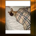 honden foto Zzzzzzzzzzzzzz... en snurken dat ik kan,m'n vrouwtje vind het niet erg hoor! 