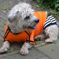 honden foto Ik blijf erin geloven.