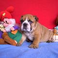 honden foto Zen eerste foto, nog bij de fokker