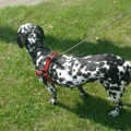 honden foto 
