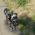 honden foto 