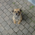 honden foto 