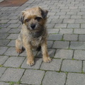 honden foto 