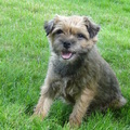 honden foto 
