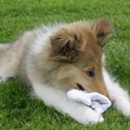 honden foto Ik heb niks gedaan, dat witte, dat is gewoon mijn vacht... @ 12 weken