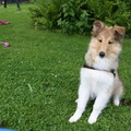 honden foto Oke, ik ga wel even zitten, maar daarna gaan we weer spelen hoor @ 13 weken