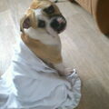honden foto 