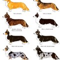 honden foto 