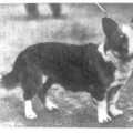 honden foto Welsh Corgi Cardigan, vroeger