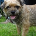 honden foto 