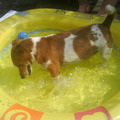 honden foto een echte waterrat onze hond