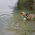 honden foto Eerste stapjes alleen in het water @ 13 weken